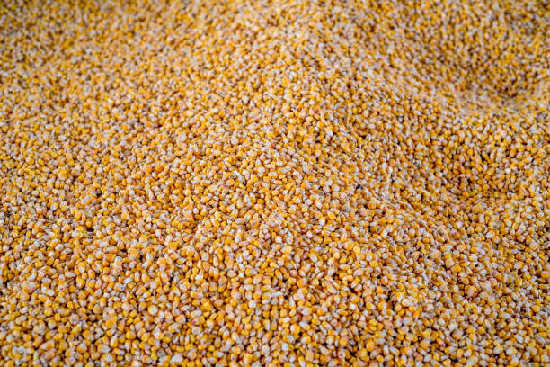 istock Background of maize seeds 891888444