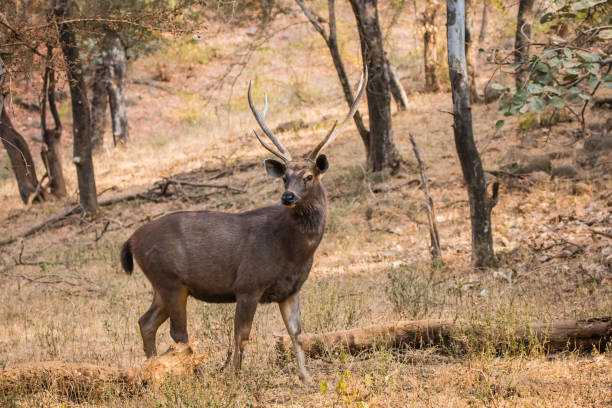 istock Swamp Deer, Ranthambhore National Park, Rajasthan, India 891895988