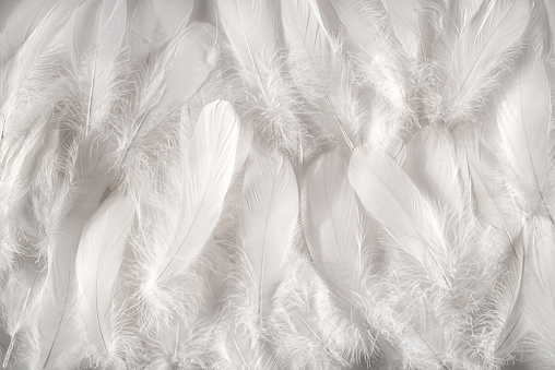White feathers background, close-up full frame image of furry snow white contour feathers composed as soft carpet, viewed from above