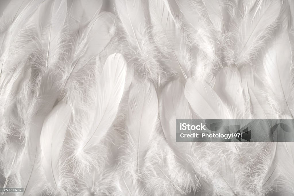 White feathers background White feathers background, close-up full frame image of furry snow white contour feathers composed as soft carpet, viewed from above Feather Stock Photo