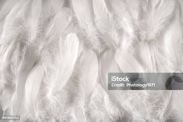 White Feathers Background Stock Photo - Download Image Now - Feather, Duck - Bird, Goose - Bird