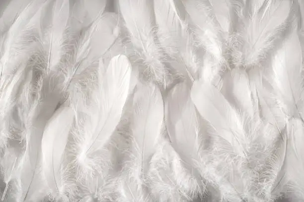 Photo of White feathers background