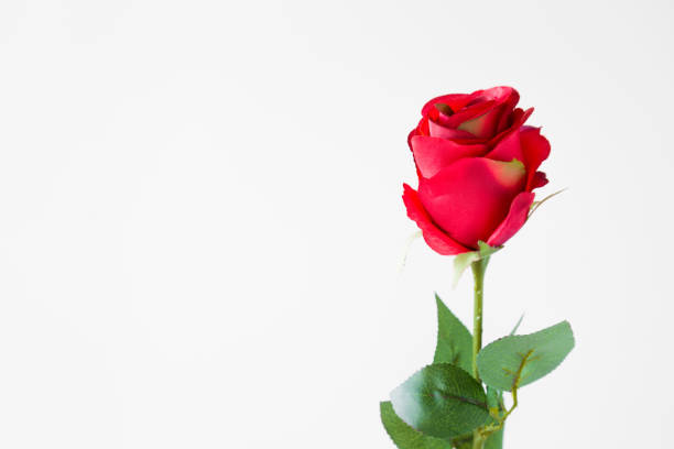 istock Red rose on the light background. Blank greeting card. Empty place for a text. Decorative artificial flower. 891900908