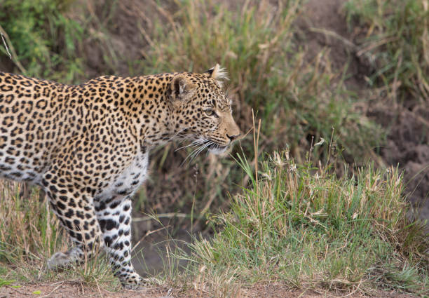 istock Female leopard in Masai Mara, Kenya. 891903626