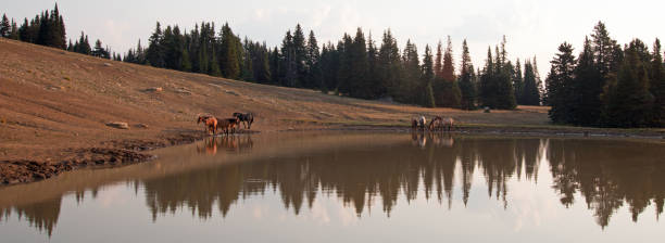 troupeau de chevaux sauvages au point d’eau dans la gamme de cheval sauvage de montagnes de pryor montana unted états - organe interne dun animal photos et images de collection