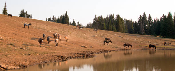 troupeau de chevaux sauvages qui descend à trou d’eau dans la gamme de cheval sauvage de montagnes de pryor montana unted états - organe interne dun animal photos et images de collection