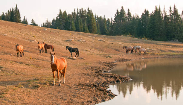 jeunes red bay stallion avec troupeau de chevaux sauvages au point d’eau dans la gamme de cheval sauvage de montagnes de pryor montana unted états - organe interne dun animal photos et images de collection