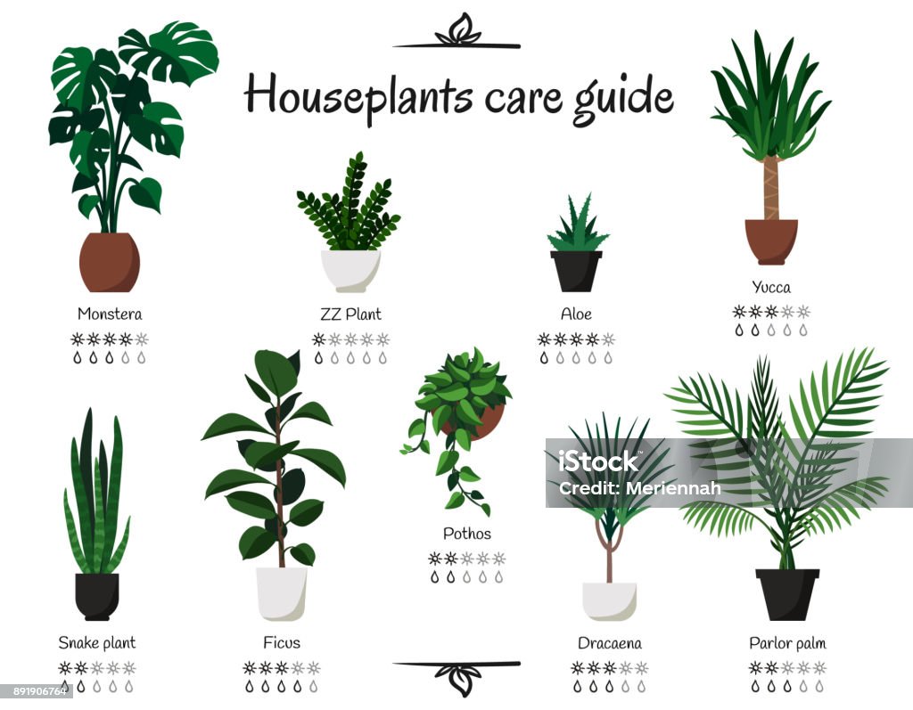 Popular, common houseplants care guide. Vector isolated collection of various indoor ornamental plants with watering and lighting norms Monstera, parlor palm, ficus, pothos, aloe, snake plant, yucca Houseplant stock vector