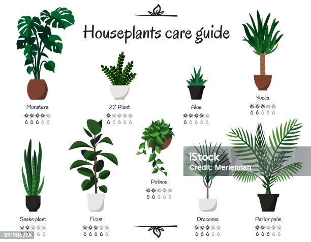 Popular Common Houseplants Care Guide Vector Isolated Collection Of Various Indoor Ornamental Plants With Watering And Lighting Norms Stock Illustration - Download Image Now