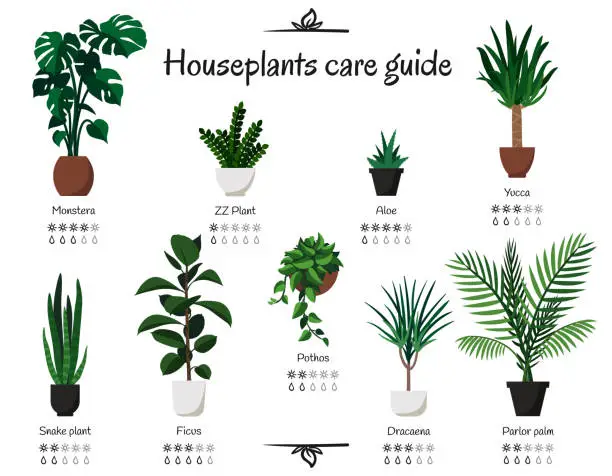 Vector illustration of Popular, common houseplants care guide. Vector isolated collection of various indoor ornamental plants with watering and lighting norms