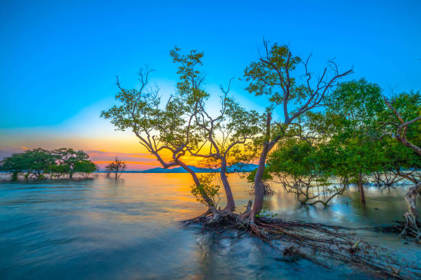 istock The sun shines through the mangrove forest 891913156