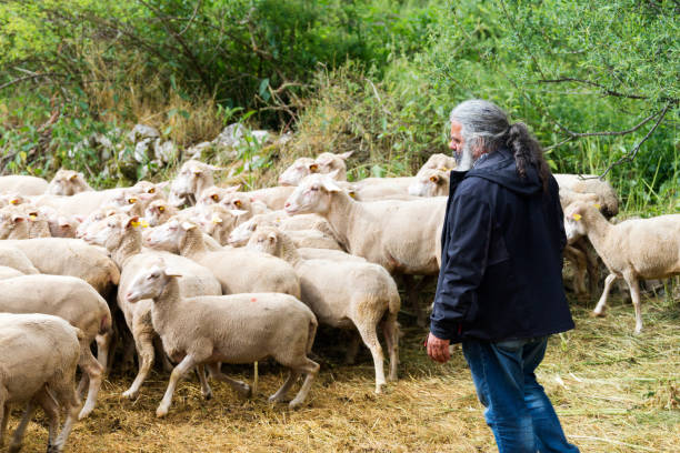 istock Farmer with his sheep in Italy 891913590
