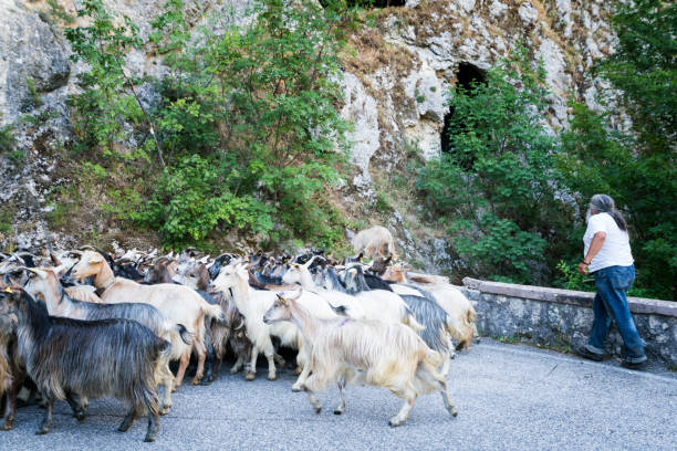 istock Farmer herds goats in Italian mountains 891913594