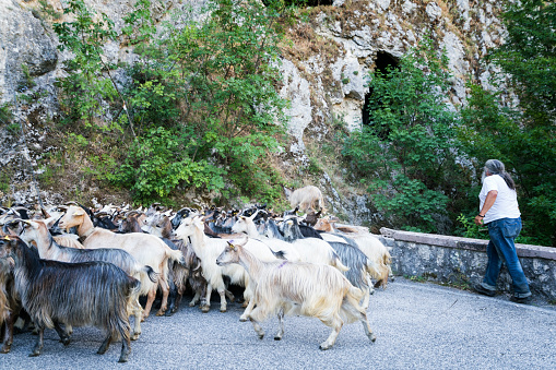 Farmer with long hair and gray beard helps herd a group of goats down a narrow paved road on a summer morning during the annual migration transumanza through the mountains of central Italy in Abruzzo, Italy, Europe
