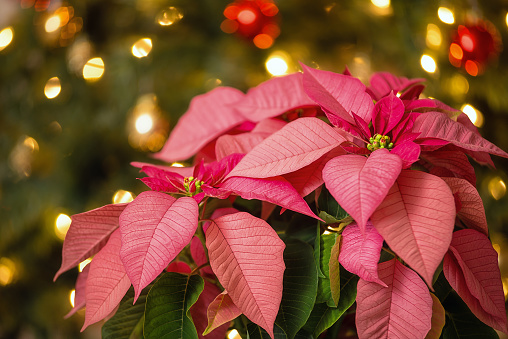 Pink Poinsettia (Euphorbia pulcherrima), Christmas Star flower. Festive Christmas tree background.