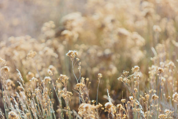 istock High Desert Flowering Sagebrush Bush 891918860