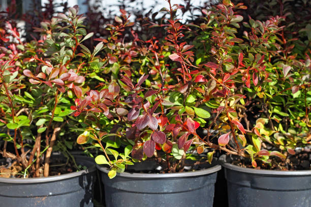 istock Breeding of ornamental barberry. 891921160