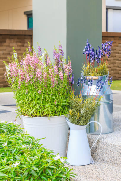 istock Lavender Shrubs in steel pots on stone steps 891921390