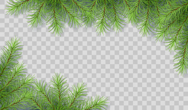 Pine Tree Branches Pine tree vector spruce border. Branches of fir tree transparent background. Corner composition fir tree pine backgrounds branch stock illustrations