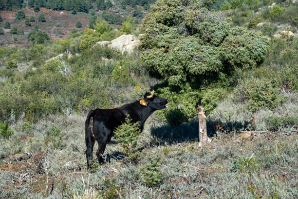 Black cow feeding on a Cade tree Black cow feeding on a Cade tree, Juniperus oxycedrus, in Guadarrama Mountains, Madrid, Spain. juniperus oxycedrus stock pictures, royalty-free photos & images