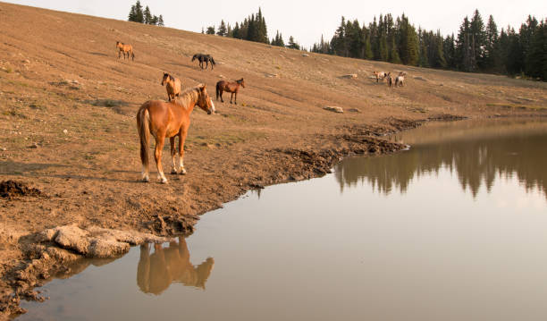 red bay stallion reflétant dans l’eau avec le troupeau de chevaux sauvages au point d’eau dans la gamme de cheval sauvage pryor mountains dans le montana aux états-unis - organe interne dun animal photos et images de collection