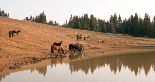 troupeau de chevaux sauvages au point d’eau dans la gamme de cheval sauvage de montagnes de pryor montana unted états - organe interne dun animal photos et images de collection