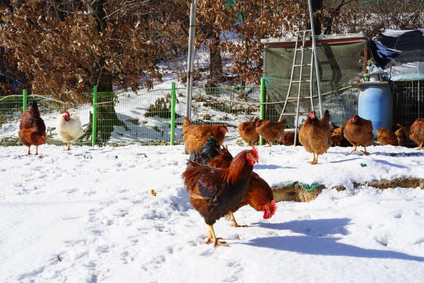 chicken coop Healthy chickens winter chicken coop stock pictures, royalty-free photos & images