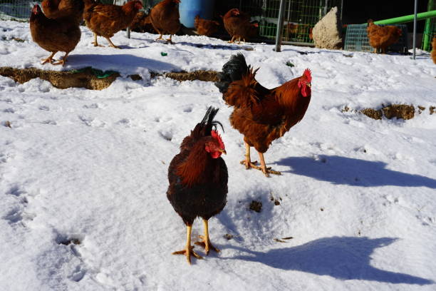 chicken coop Healthy chickens winter chicken coop stock pictures, royalty-free photos & images