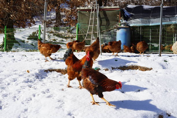 chicken coop Healthy chickens winter chicken coop stock pictures, royalty-free photos & images