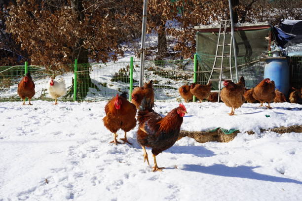 chicken coop Healthy chickens winter chicken coop stock pictures, royalty-free photos & images