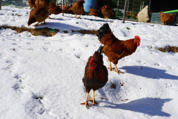 chicken coop Healthy chickens winter chicken coop stock pictures, royalty-free photos & images