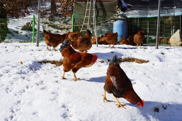 chicken coop Healthy chickens winter chicken coop stock pictures, royalty-free photos & images
