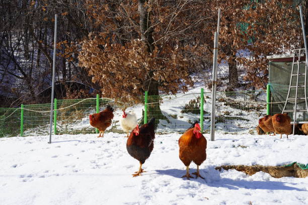 chicken coop Healthy chickens winter chicken coop stock pictures, royalty-free photos & images