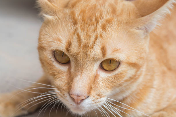 istock Thai Face cat and eyes stare at the camera. 891936484
