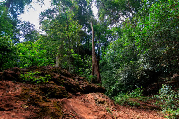 istock A tropical forest in the morning. 891945826