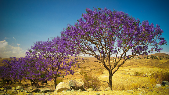 Callejón de árboles de Jacaranda en el Parque Nacional de Filfil, Eritrea photo