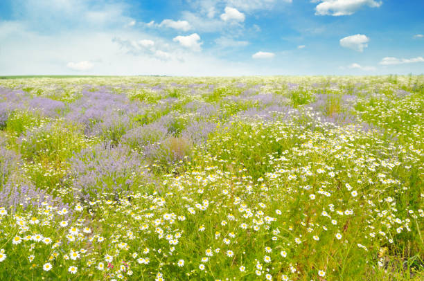 istock Field with daisies and blue sky, focus on foreground 891946086
