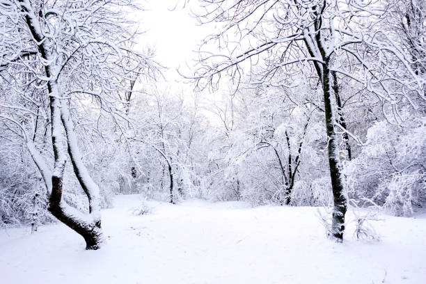 istock The earth and trees are covered with heavy snow. 891949018