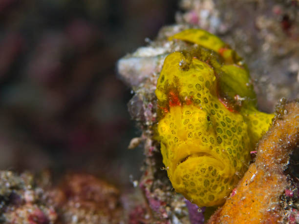 istock Warty frogfish, Warzen Anglerfisch (Antennarius maculatus) 891952760