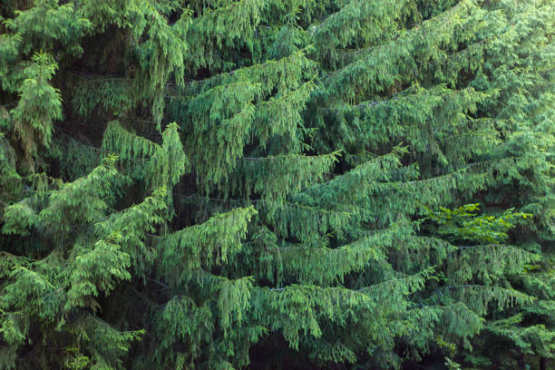 Branches of a dwarf mountain pine Pinus mugo . use in landscape design and design.