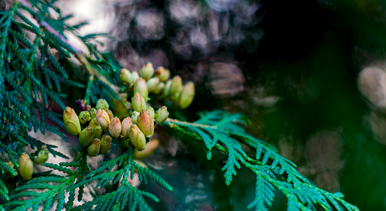 Close up, shallow depth of field of White Cedar - Thuja Occidentalis