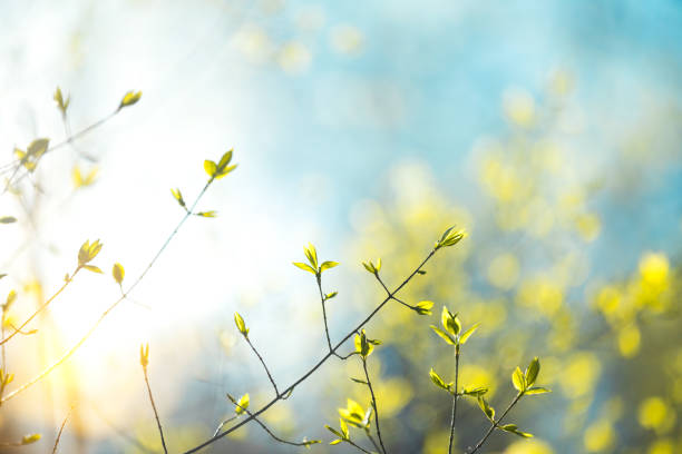 연둣빛 잎사귀  - 꽃봉오리 뉴스 사진 이미지