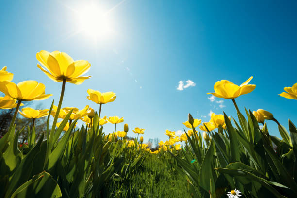istock Yellow Tulip Garden 891953458