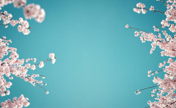 fondo de cerezos en flor - cherry blossom spring day sakura fotografías e imágenes de stock