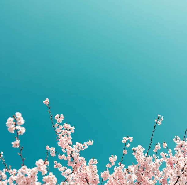 Cherry Tree In Spring Pastel colored spring background with a lot of copy space. cherry tree photos stock pictures, royalty-free photos & images