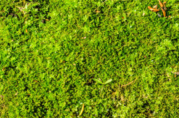 istock Background of the green moss 891959242