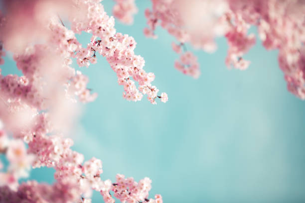 Pastel Colored Cherry Blossoms Spring background with blooming cherry trees. Copy space. cherry tree photos stock pictures, royalty-free photos & images