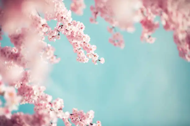 Photo of Pastel Colored Cherry Blossoms
