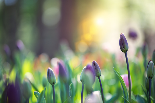 Tulip buds in spring.