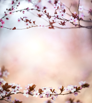 Spring background with blooming cherry branches.